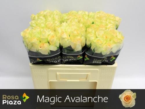 Rosa grootbloemig Magic Avalanche+