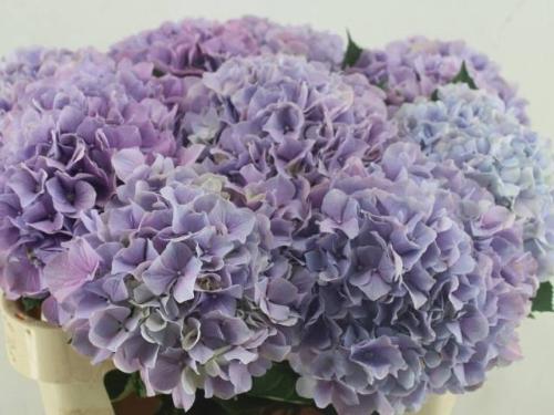 Hydrangea macrophylla Royal Benefit (paars)