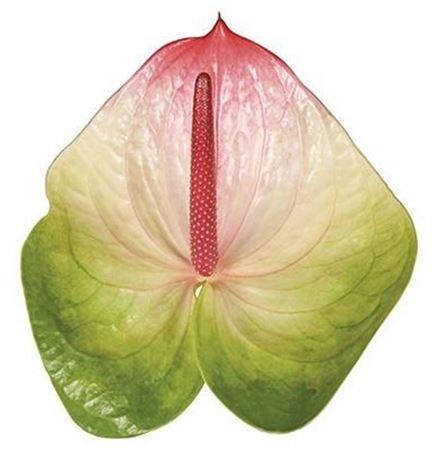 Anthurium Andreanum Grp Zafira