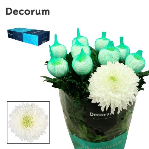 Chrysanthemum Indicum Grp geplozen Magnum