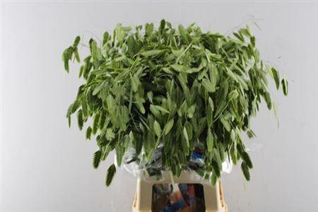 Chasmanthium latifolium 'Mantis'