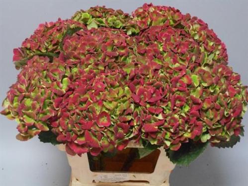 Hydrangea macrophylla Magical Amethyst (classic)