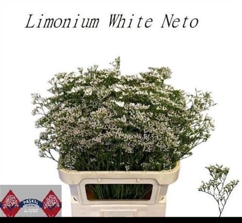 Limonium caspium 'White Neto'