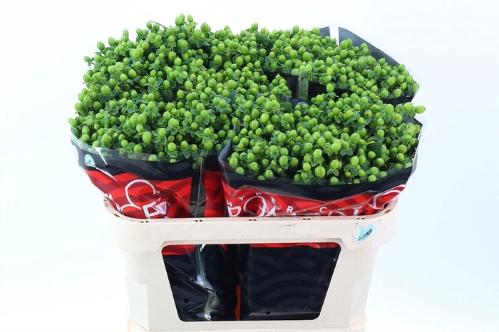 Hypericum androsaemum Jungle Romance