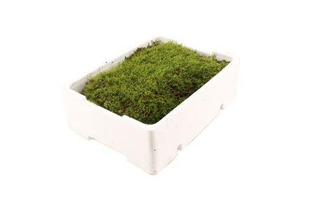 Plagiothecium curvifolium