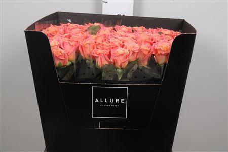 Rosa grootbloemig Miss Piggy+