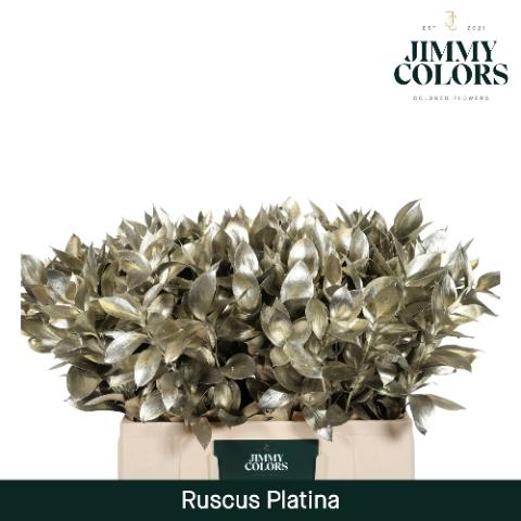 Ruscus kleurbehandeld H%