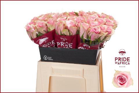 Rosa grootbloemig Athena Royale