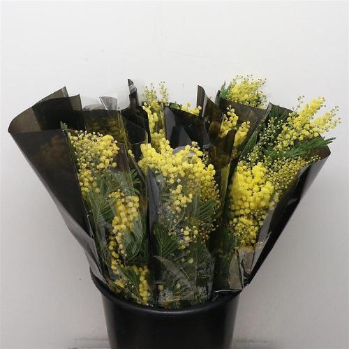 Acacia baileyana bloeiend per bos 'Purpurea'Dealbata Grp