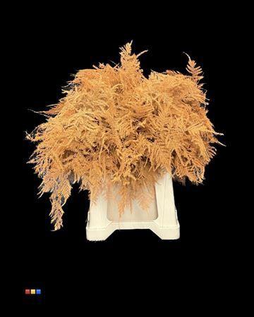 Asparagus overig kleurbehandeld H%