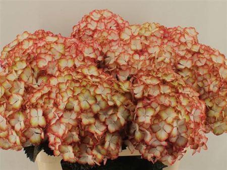 Hydrangea macrophylla Magical Light My Fire