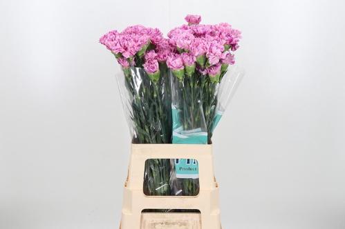 Dianthus standaard Jubilee