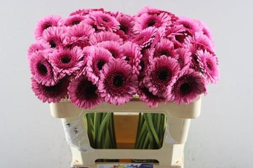Gerbera mini Isabelle