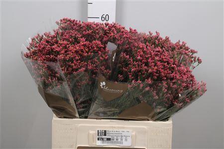 Limonium sinensis Maxima Diamond
