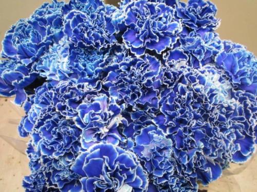 Dianthus standaard kleurbehandeld H%