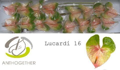 Anthurium Andreanum Grp Lucardi