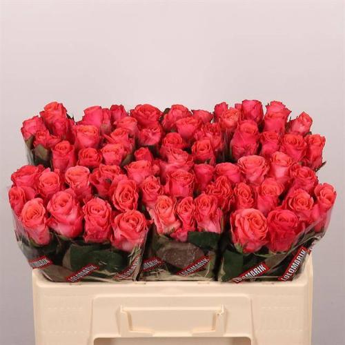 Rosa grootbloemig Pink Tacazzi+