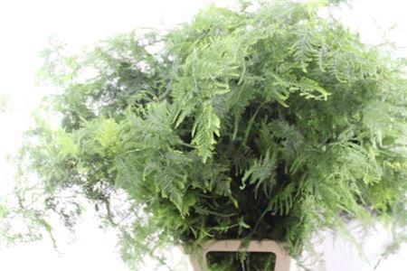 Asparagus setaceus overig