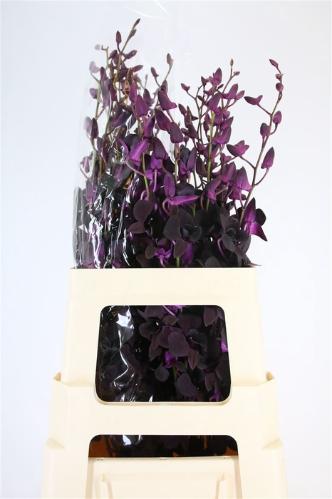 Dendrobium overig