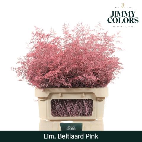 Limonium overig kleurbehandeld H%
