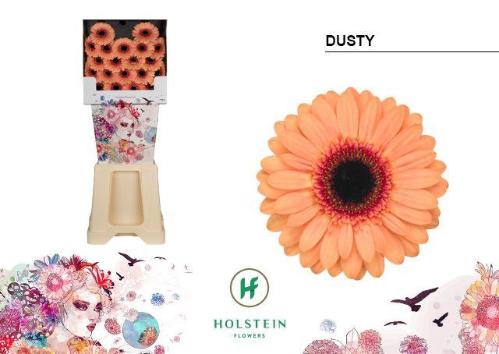 Gerbera mini Dusty