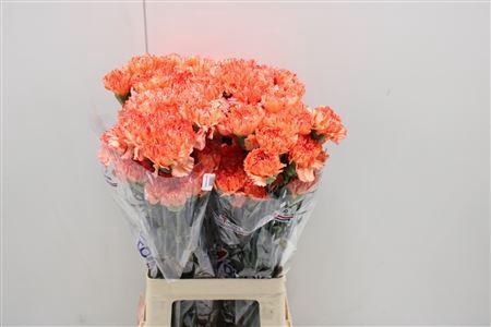 Dianthus standaard overig