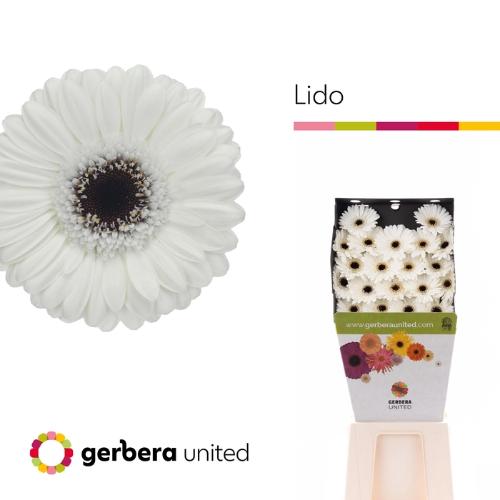 Gerbera mini Lido