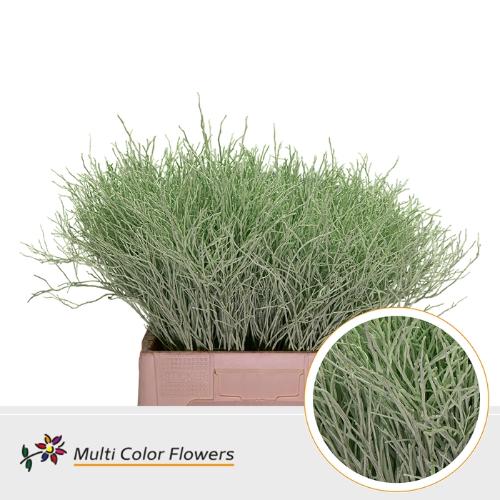 Vaccinium kleurbehandeld H%