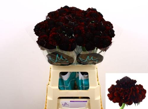 Scabiosa atropurpurea Bon Bon Marachino Cherry Scoop