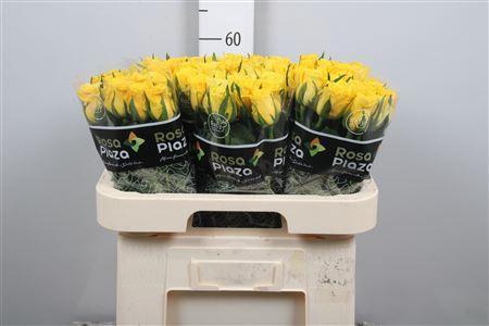 Rosa grootbloemig Moonwalk