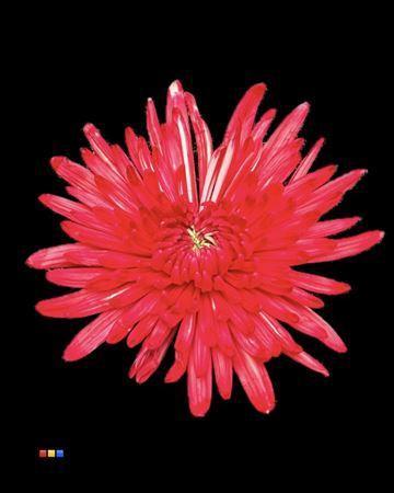 Chrysanthemum (Indicum Grp) geplozen Topspin kleurbehandeld H%