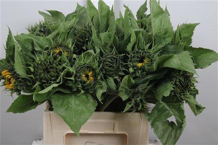 Helianthus annuus 'Sunrich Orange'