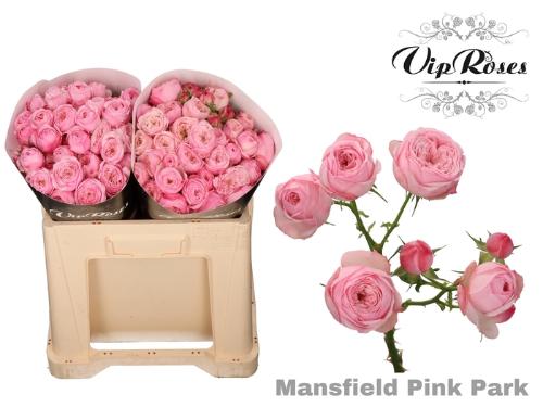 Rosa tros Mansfield Pink Park