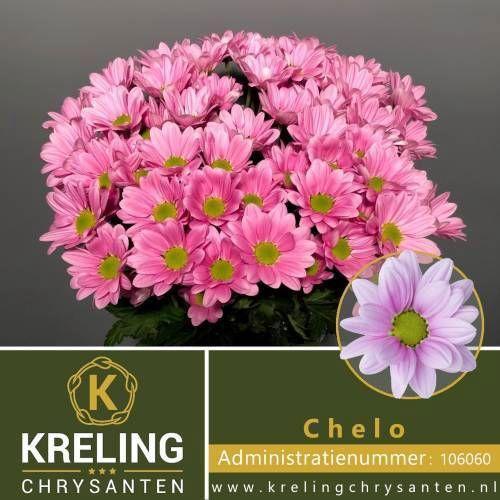 Chrysanthemum Indicum Grp tros Chelo
