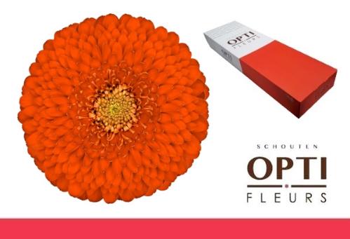 Gerbera mini bolvormig Pomponi Fozzy