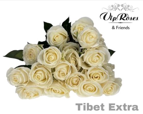 Rosa grootbloemig Tibet!
