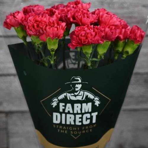Dianthus standaard Mandalay