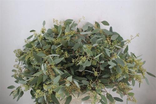 Eucalyptus per bos polyanthemos (fruit)