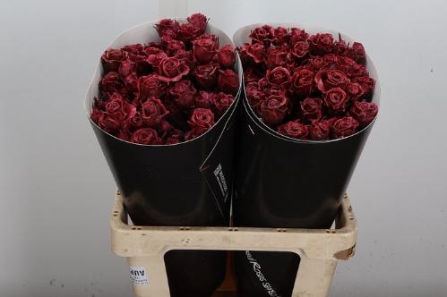 Rosa grootbloemig gewaxt H%