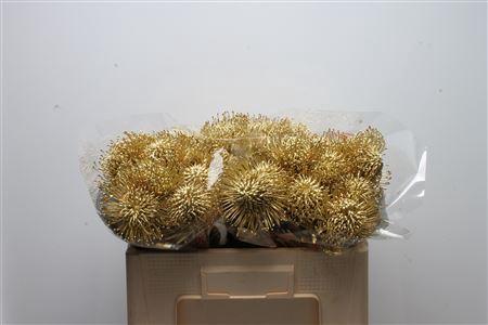 Leucospermum 'Naomi' kleurbehandeld H%