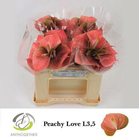 Anthurium (Andreanum Grp) Peachy Love