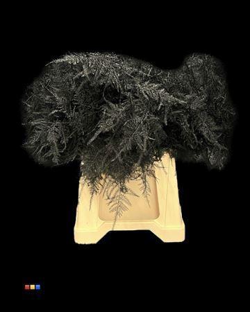 Asparagus overig kleurbehandeld H%