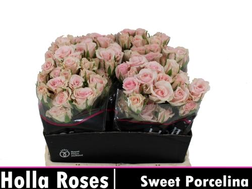 Rosa tros Sweet Porcelina