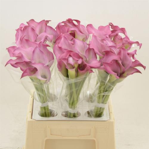 Zantedeschia 'Zazu'