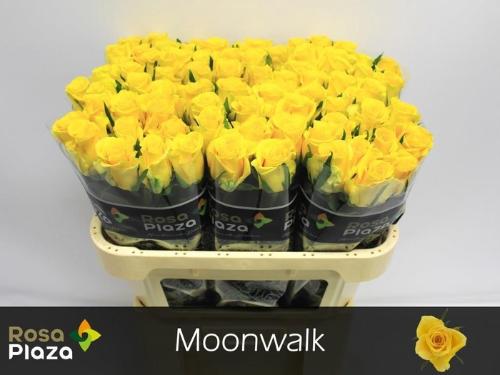 Rosa grootbloemig Moonwalk