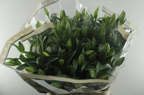 Lilium Oriental x Trumpet Grp 'Zambesi'