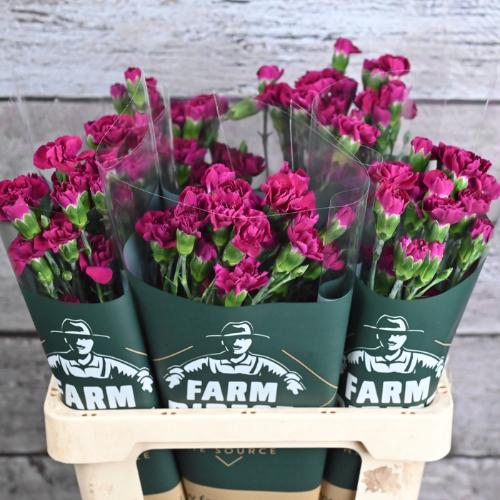 Dianthus tros overig