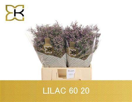 Limonium Safora Lilac