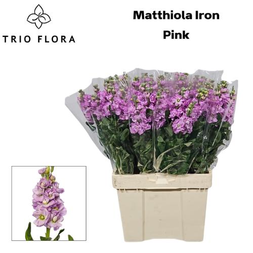 Matthiola incana 'Iron Pink'