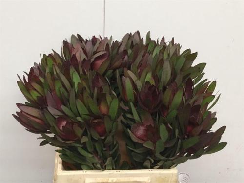 Leucadendron 'Safari Sunset'